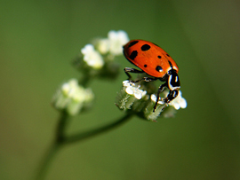 Lady Bird Beetle