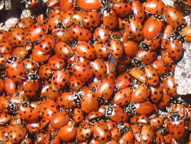 Lady Bird Beetle