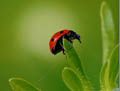 ladybird beetle