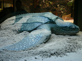 Leatherback Sea Turtle