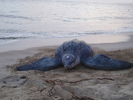 Leatherback Sea Turtle