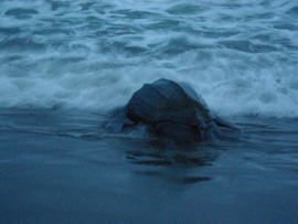 Leatherback Sea Turtle