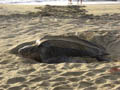 leatherback turtle