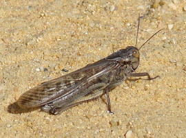 Migratory Locust