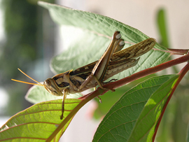 Migratory Locust