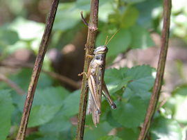 Migratory Locust