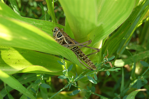 Migratory Locust