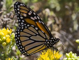 Monarch Butterfly