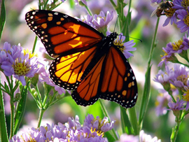 Monarch Butterfly