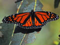 monarch butterfly