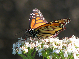 Monarch Butterfly