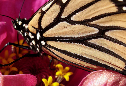 Monarch Butterfly