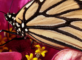 Monarch Butterfly
