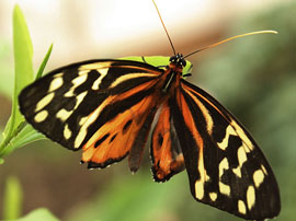 Painted Lady Butterfly