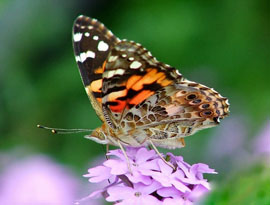 Painted Lady Butterfly
