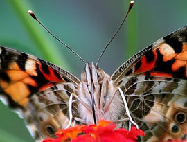 Painted Lady Butterfly