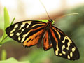 painted lady butterfly