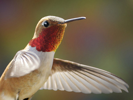 Rufus Hummingbird