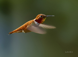 Rufus Hummingbird
