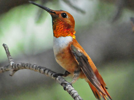 Rufus Hummingbird