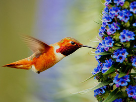 Rufus Hummingbird