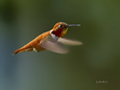 rufus hummingbird