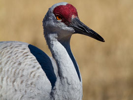 Sandhill Crane