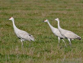 Sandhill Crane