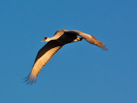 Sandhill Crane