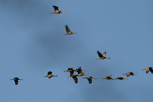 Sandhill Cranes