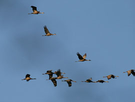 Sandhill Crane
