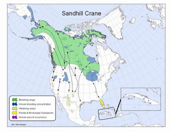 Sandhill Cranes Map