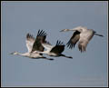 sandhill crane