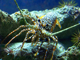 Spiny Lobster