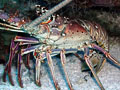 spiny lobster