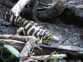 California Tiger Salamander