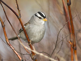 White Crowned Sparrow
