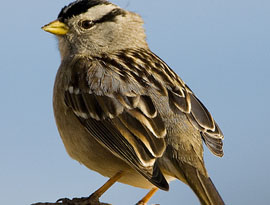 White Crowned Sparrow