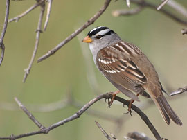 White Crowned Sparrow