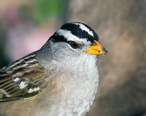 White-Crowned Sparrow