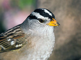 White Crowned Sparrow