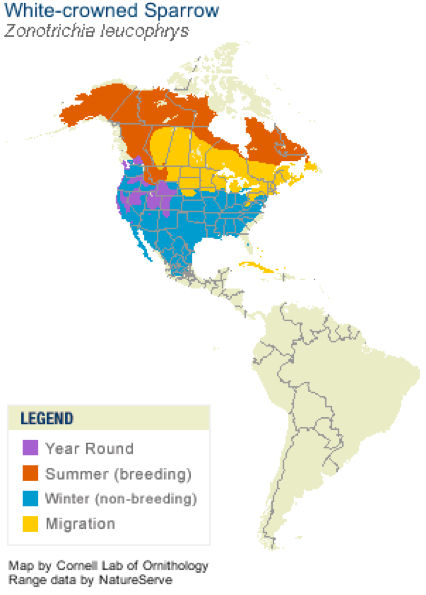 White-Crowned Sparrow Map