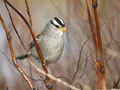 white-crowned sparrow