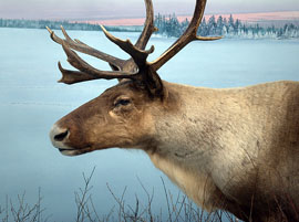 Woodland Caribou