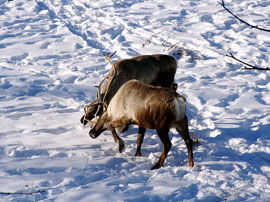 Woodland Caribou
