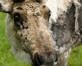 Woodland Caribou