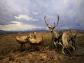 woodland caribou