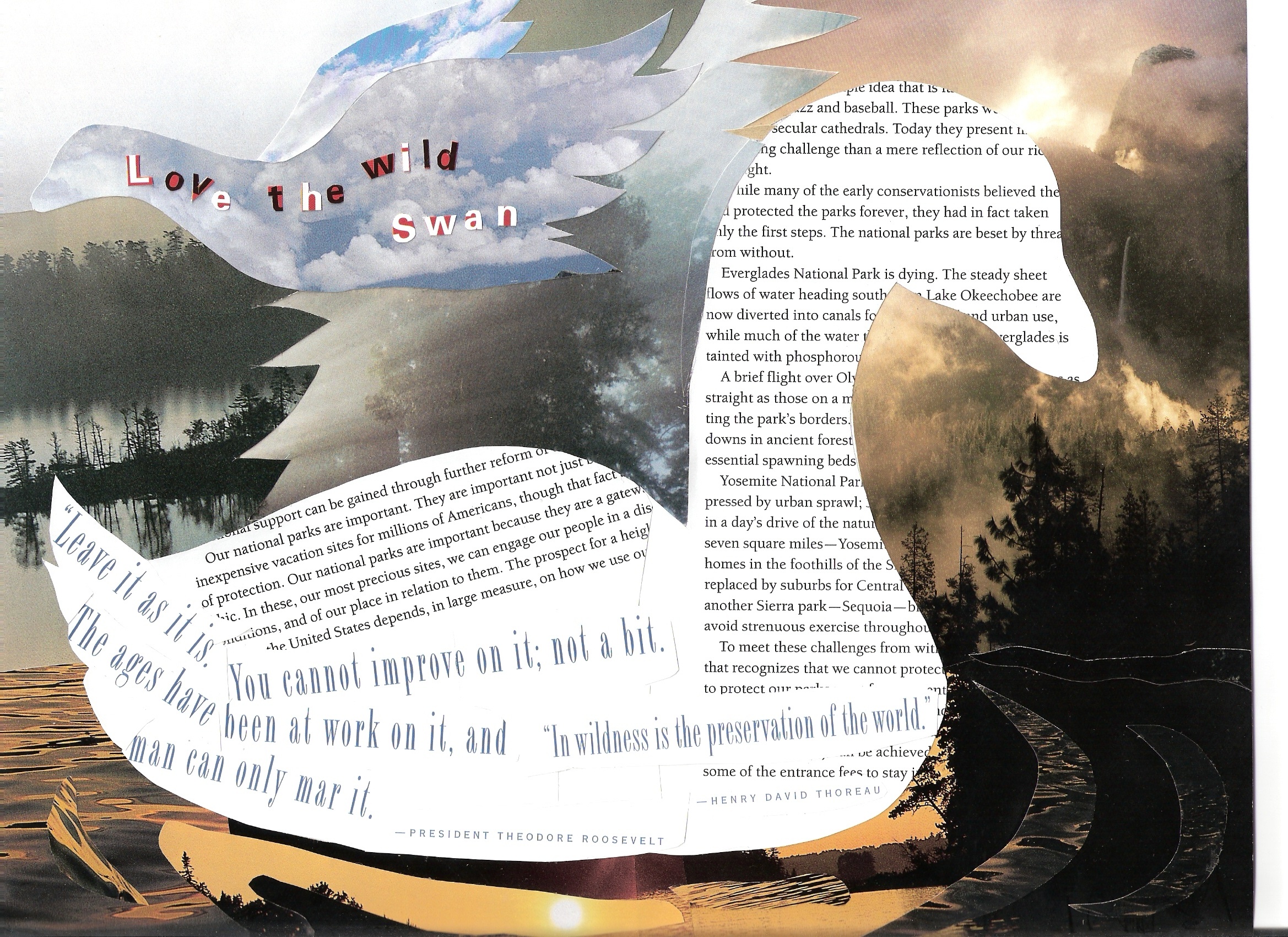 Swan Collage
