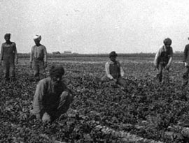 Indian Laborers