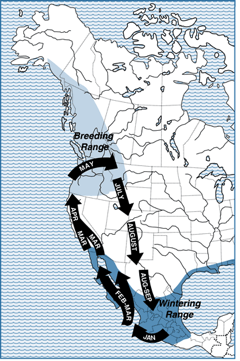 Rufus Hummingbird Migration Map
